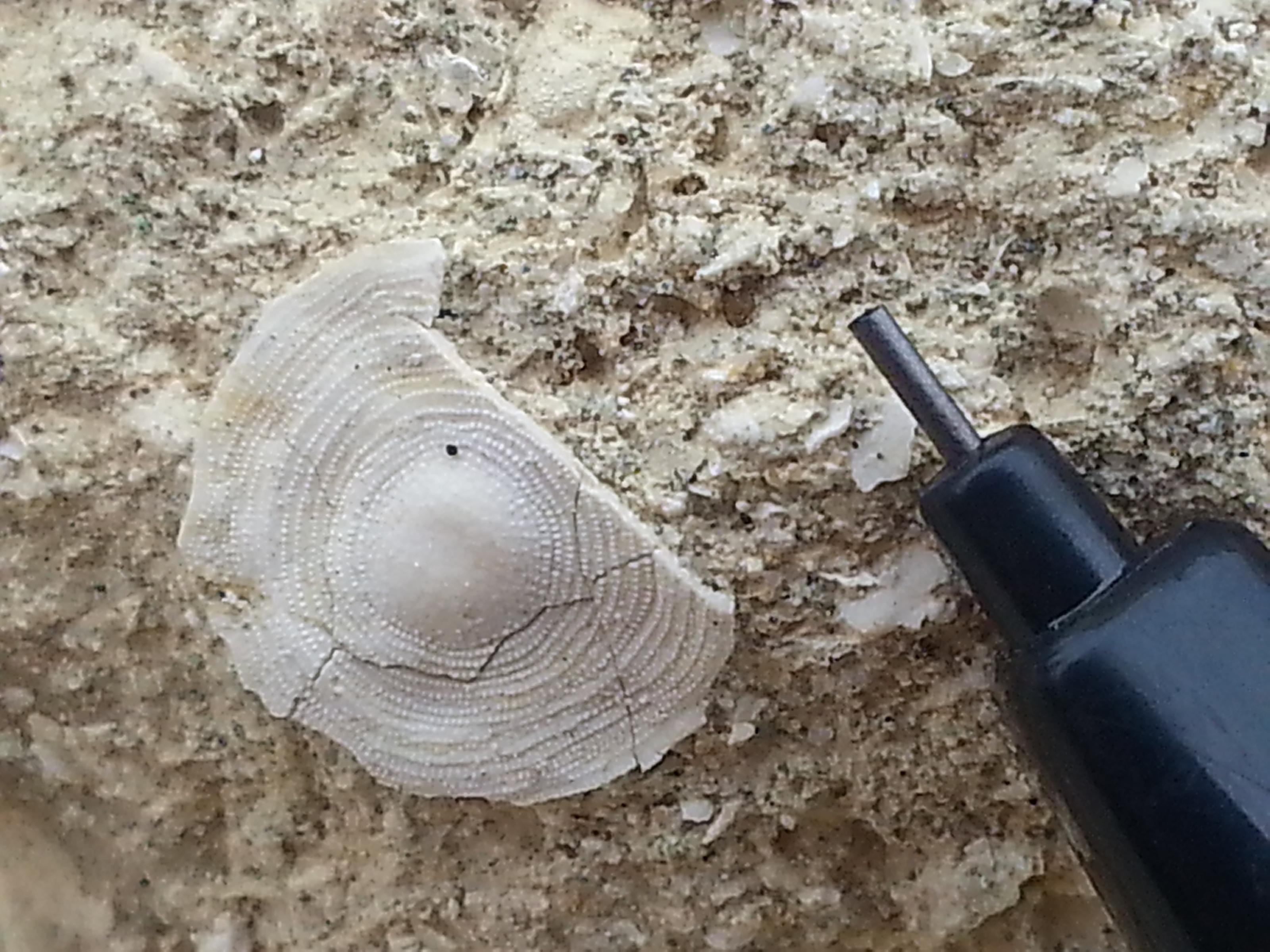 cycloclypeus