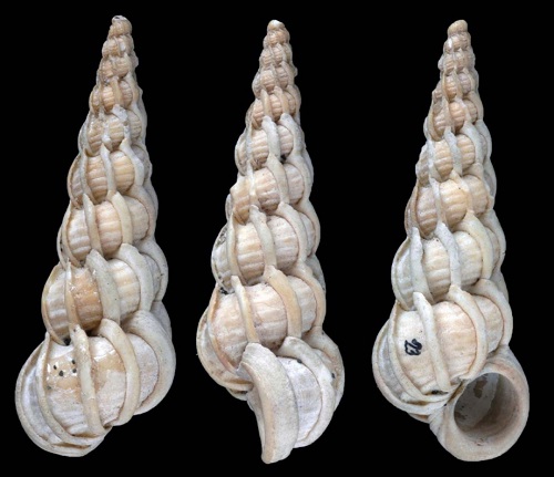 Epitonium similis