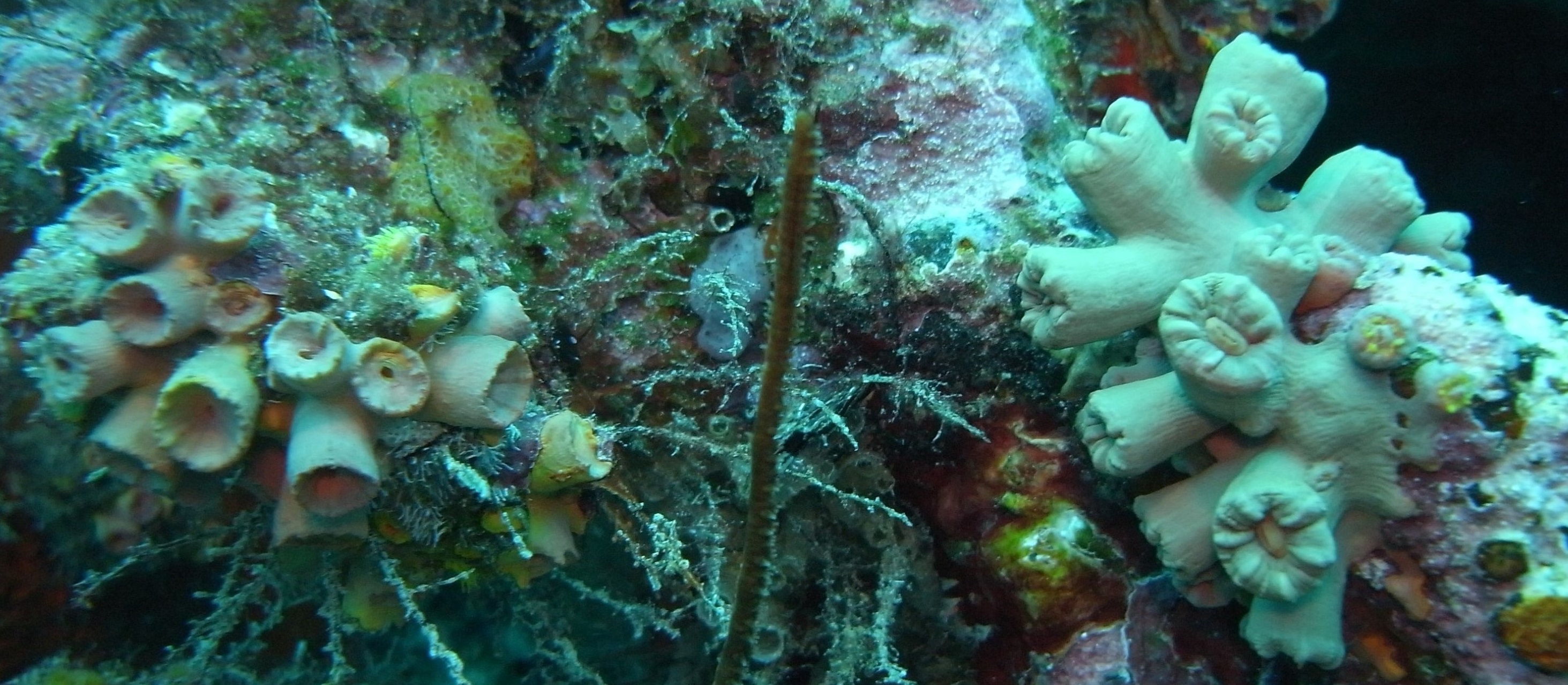 Onder natuurlijk licht zijn de invasieve T. coccinea en de inheemse C. manuelensis (r) moeilijk te onderscheiden.