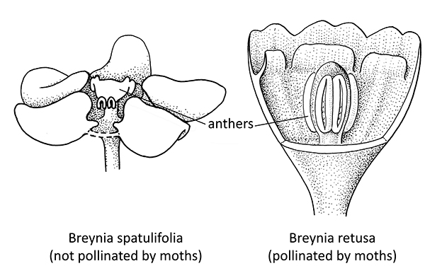 Moth pollination