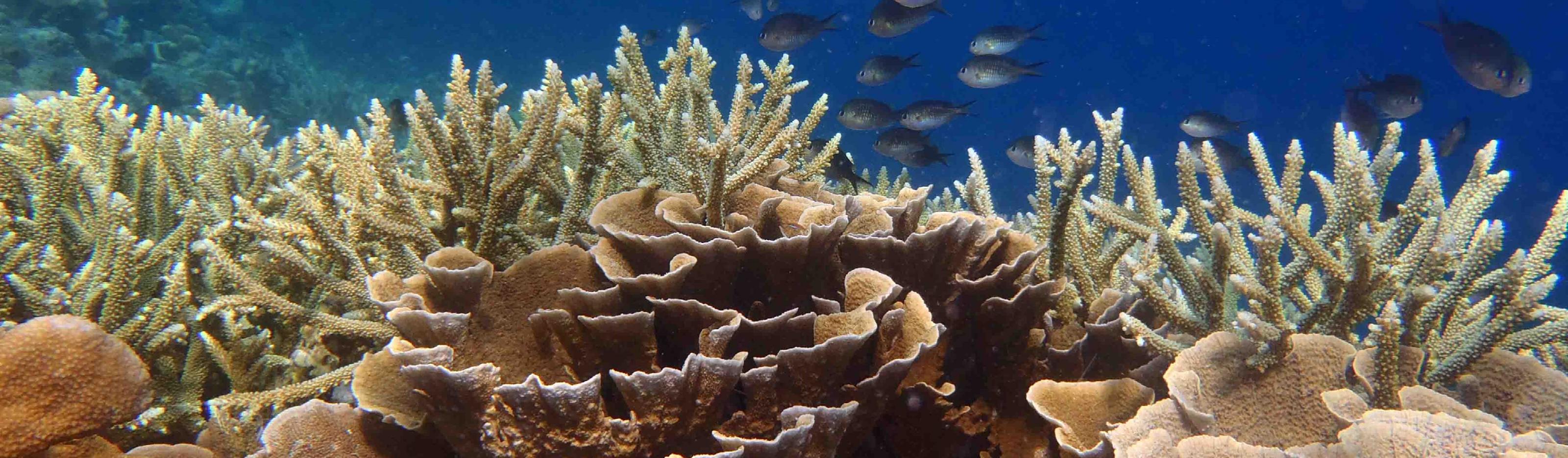 Coral Reef