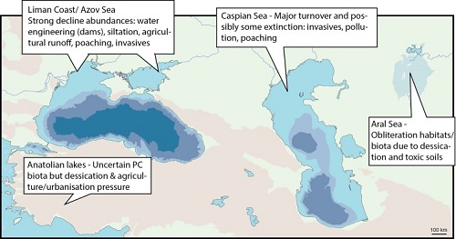Pontocaspion region