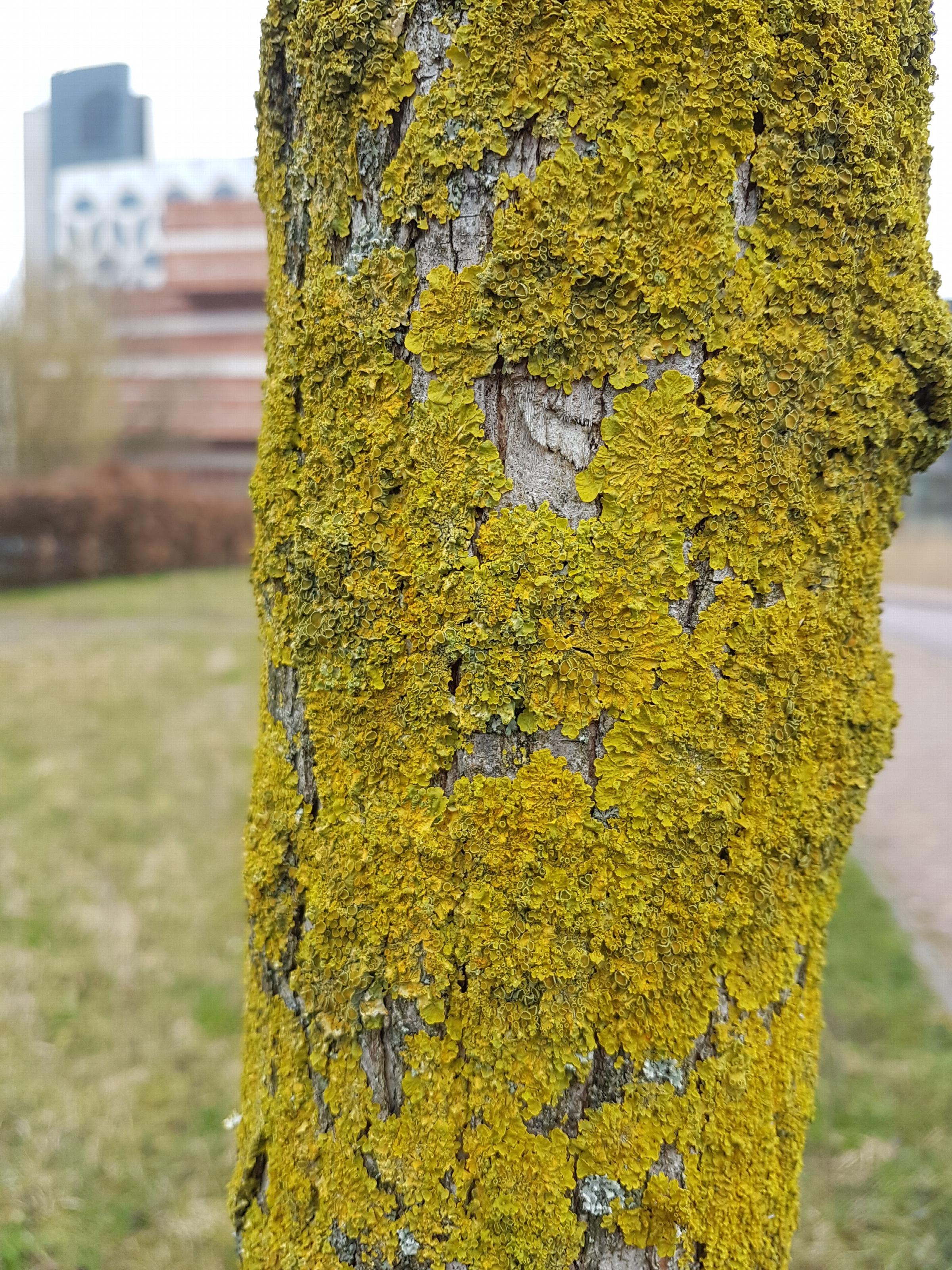 algen op boom