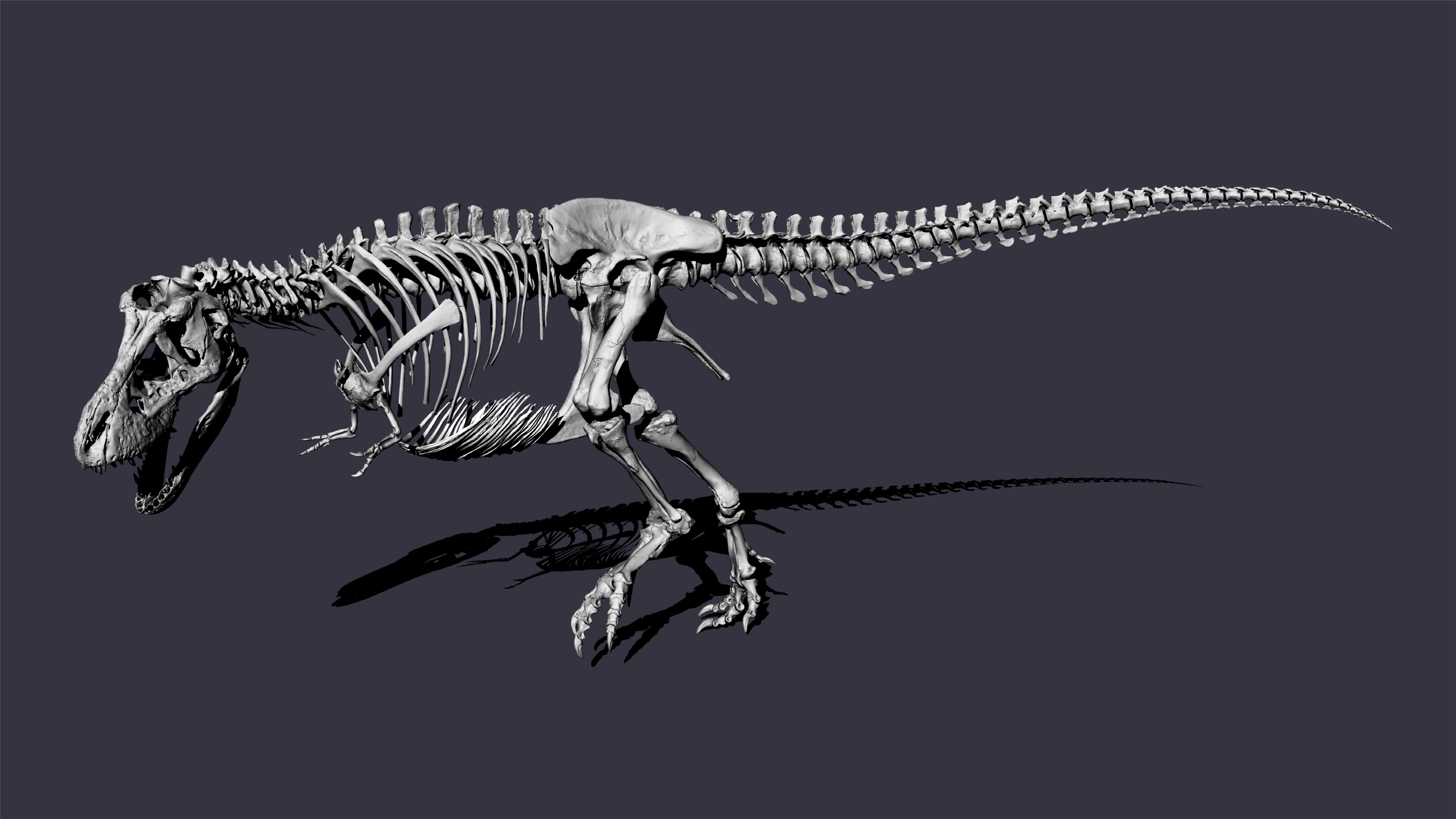 De nieuwe reconstructie van T. rex Trix heeft een aanvallende houding. Illustratie: Pasha van Bijlert, Naturalis