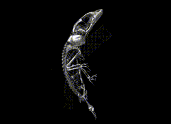 gif sala