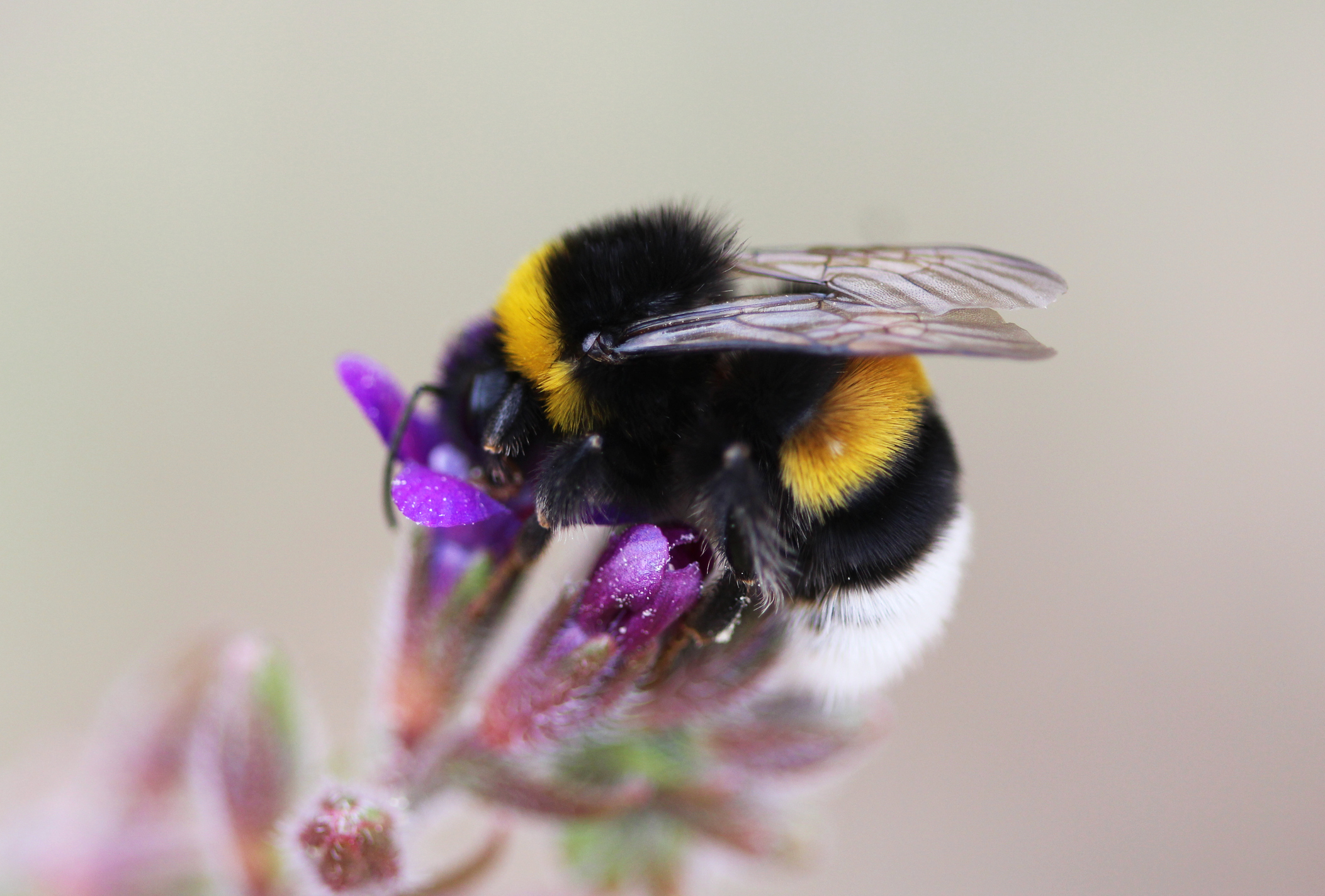 Aardhommel