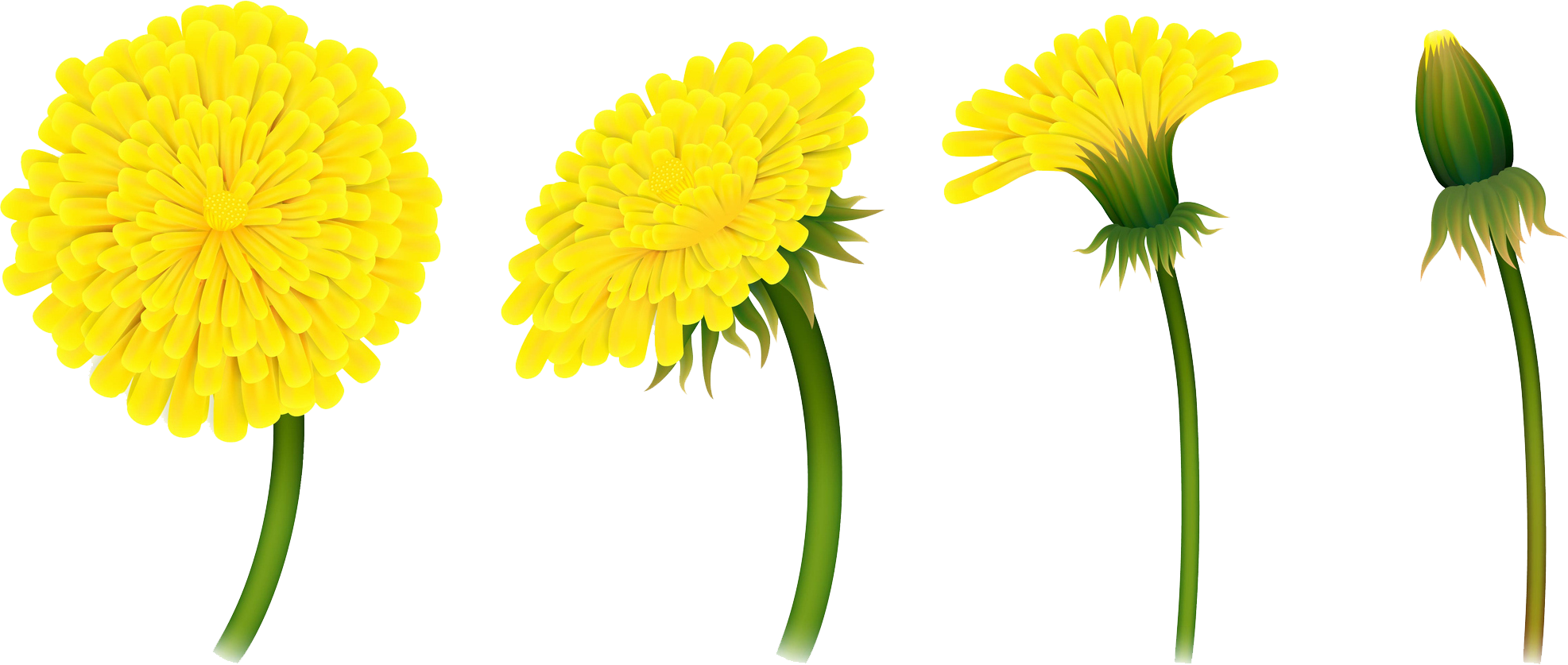 paardenbloem