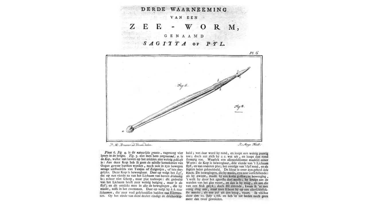 First arrow worm