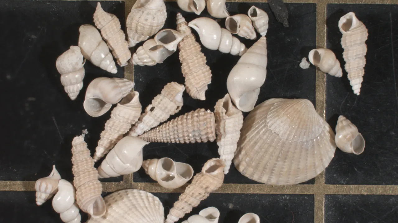 schelpjes onder de microscoop