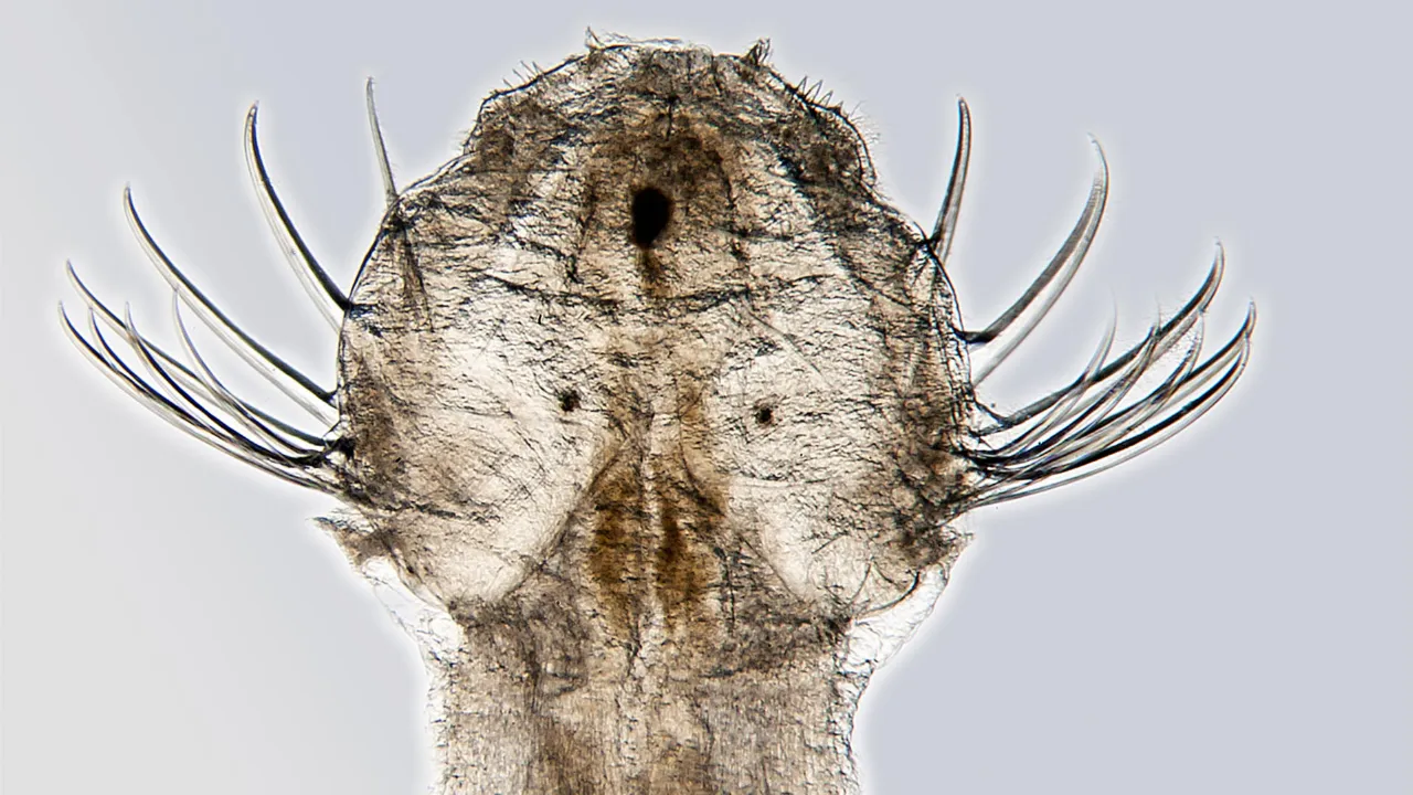 arrow worm