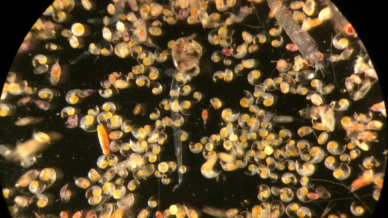 A plankton sample fresh from the Pacific Ocean