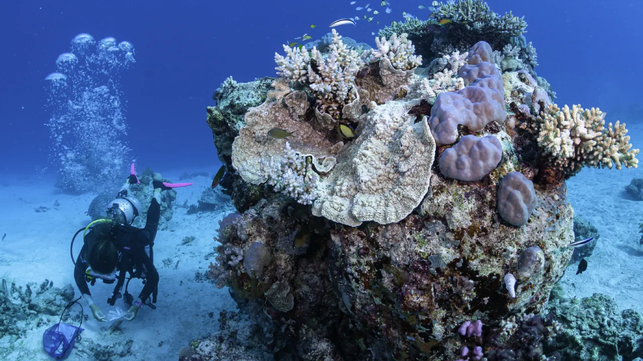 Reef
