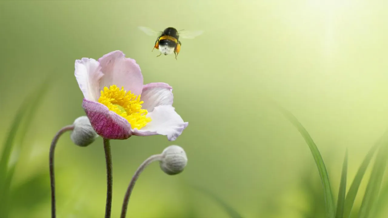 Veldhommel
