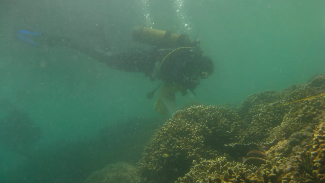 Muddy reef