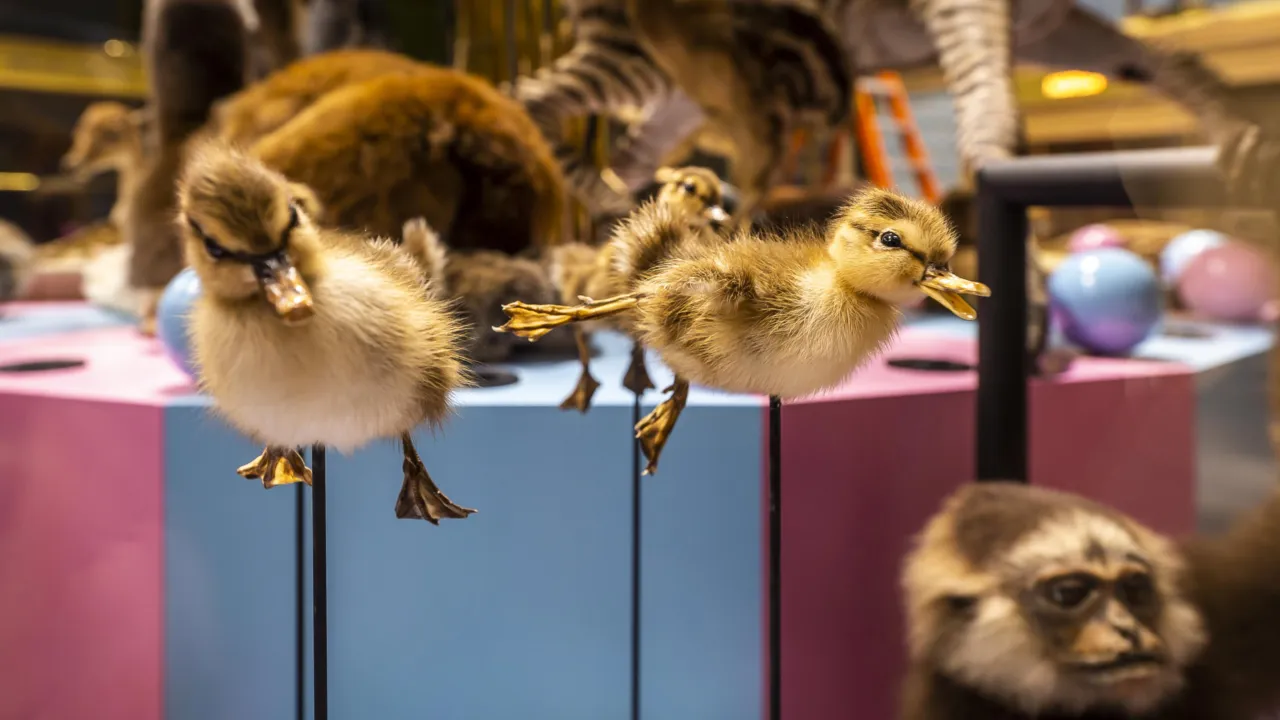 De verleiding in Naturalis