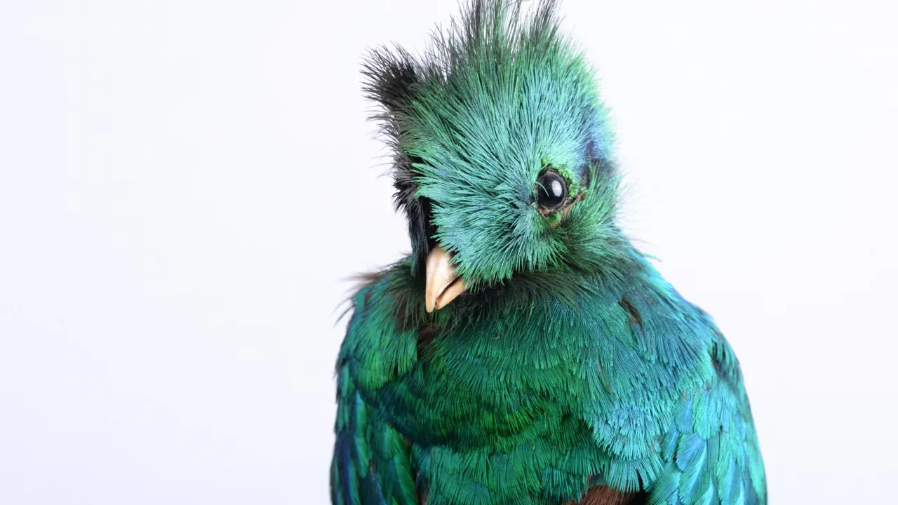 Quetzal