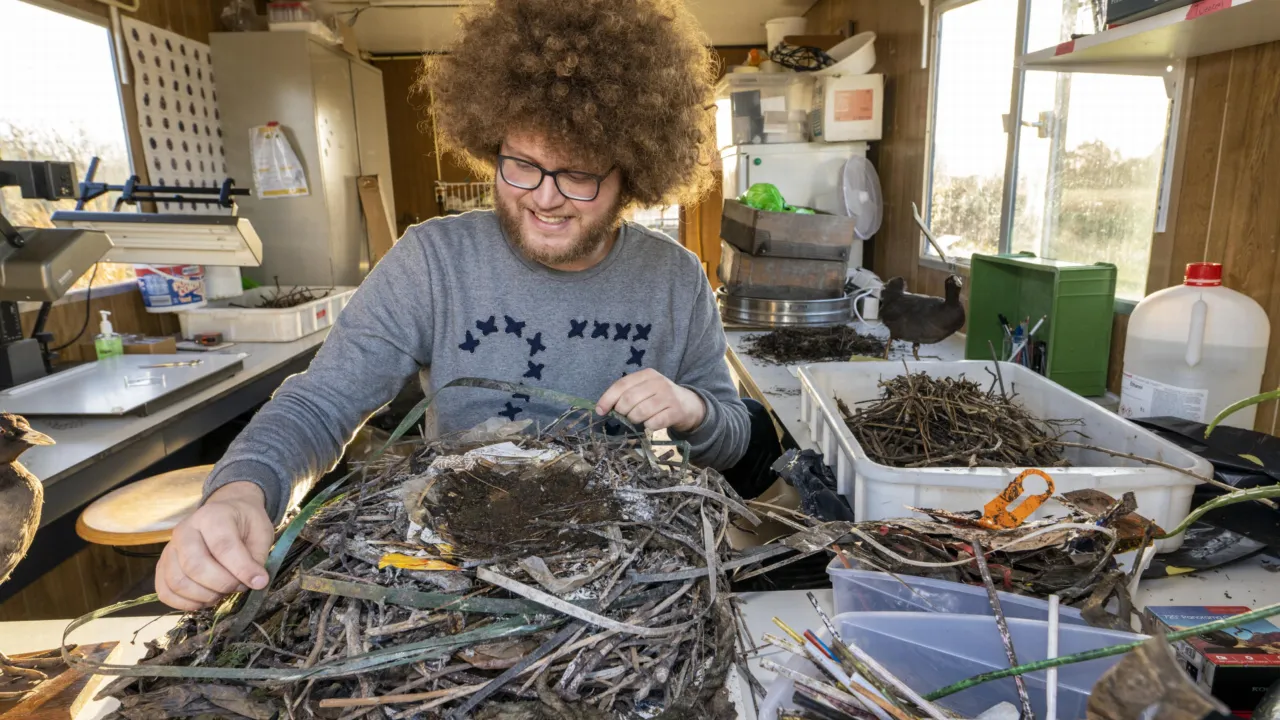 Auke-Florian werkt aan een meerkoetnest