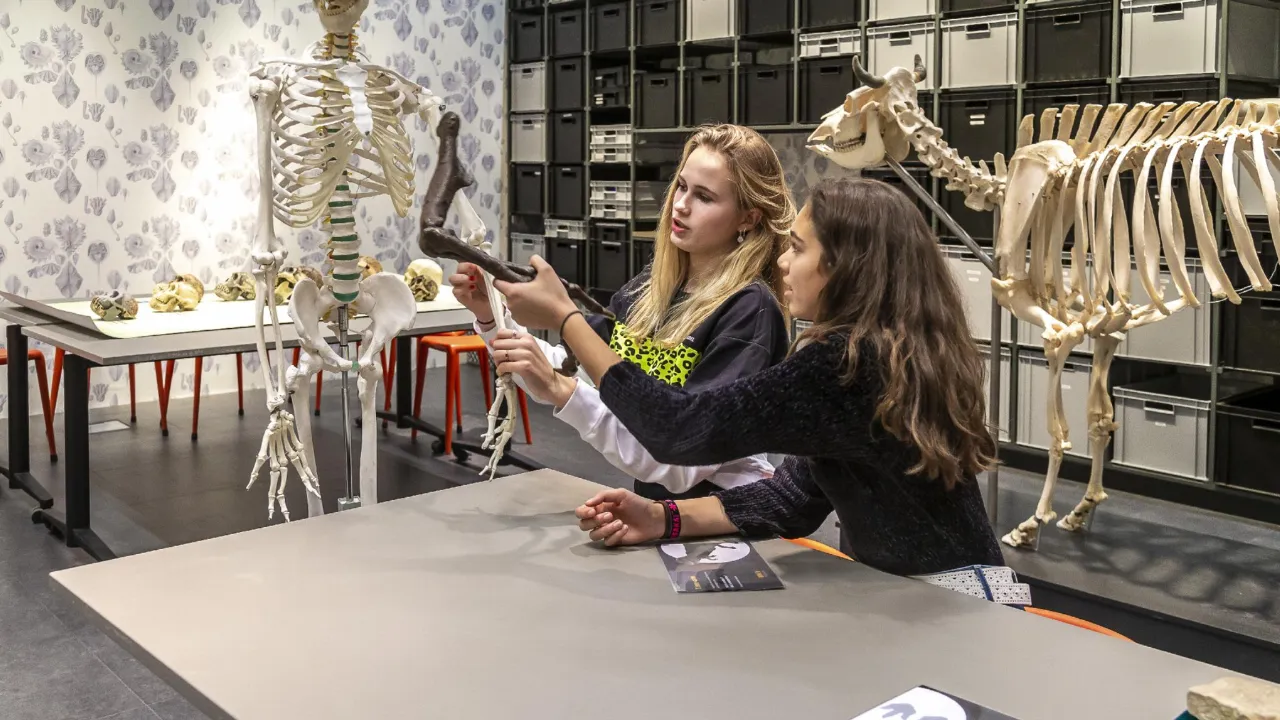 Studenten ontdekken meer over het skelet
