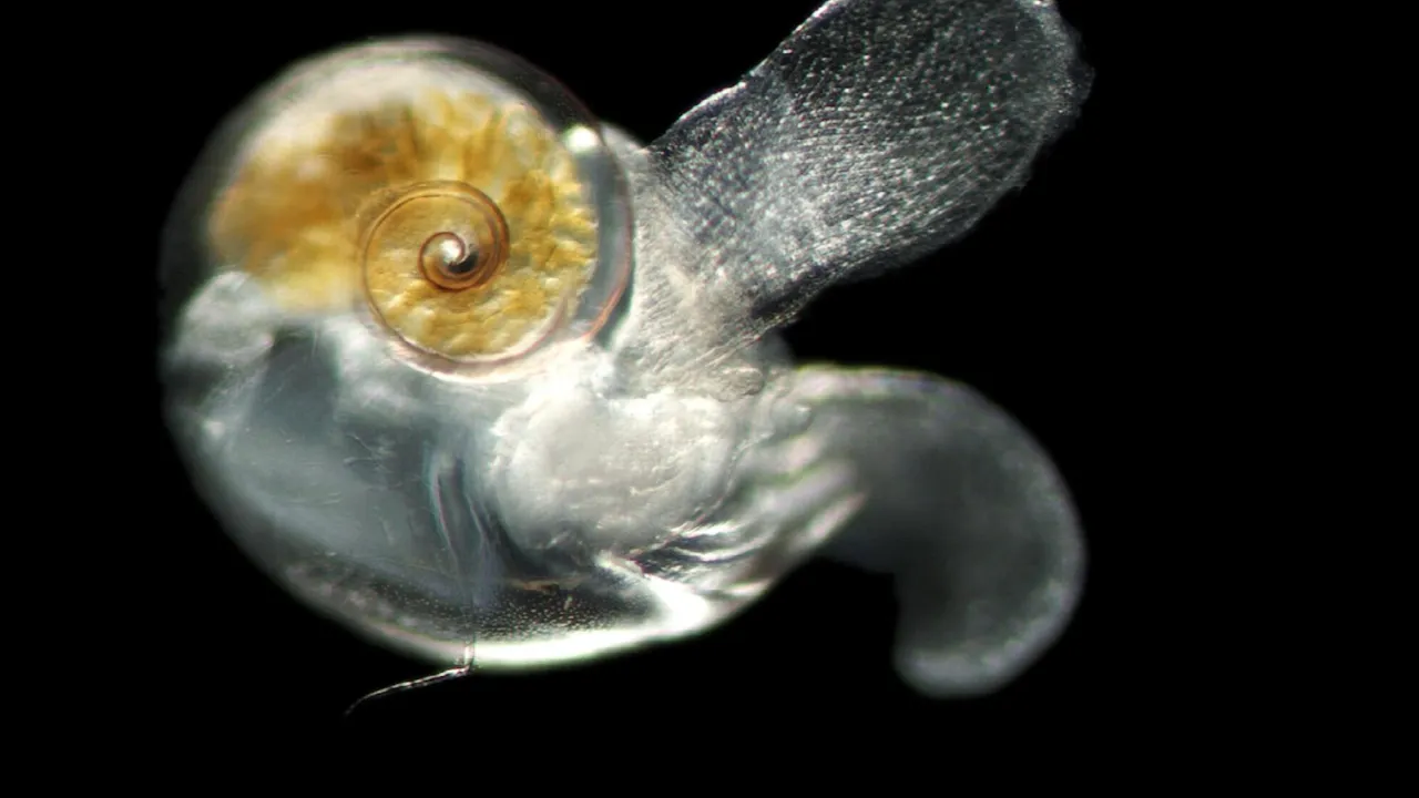 Plankton