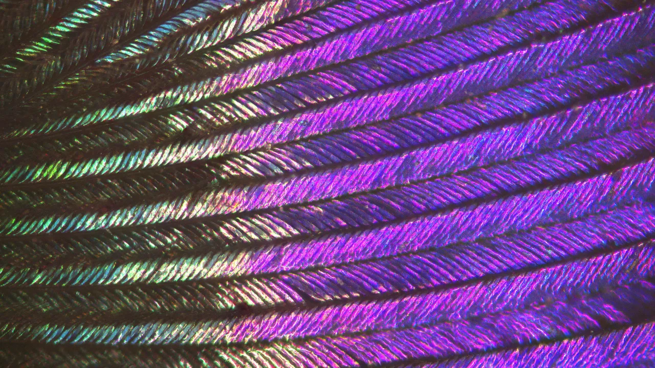Iridescerende veer van kolibri onder de microscoop