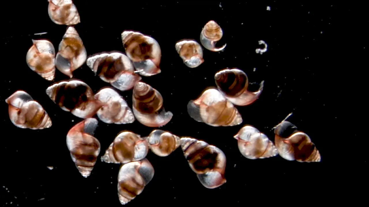 Snails