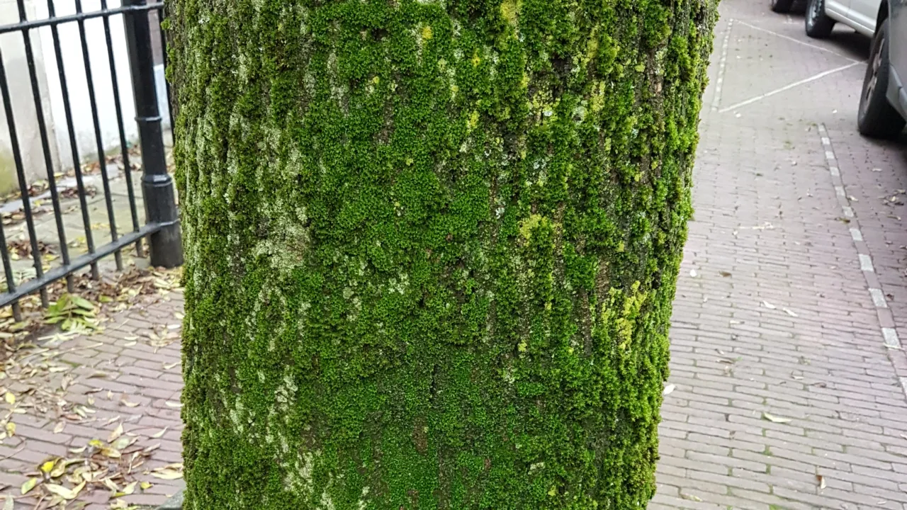 Mos op boom
