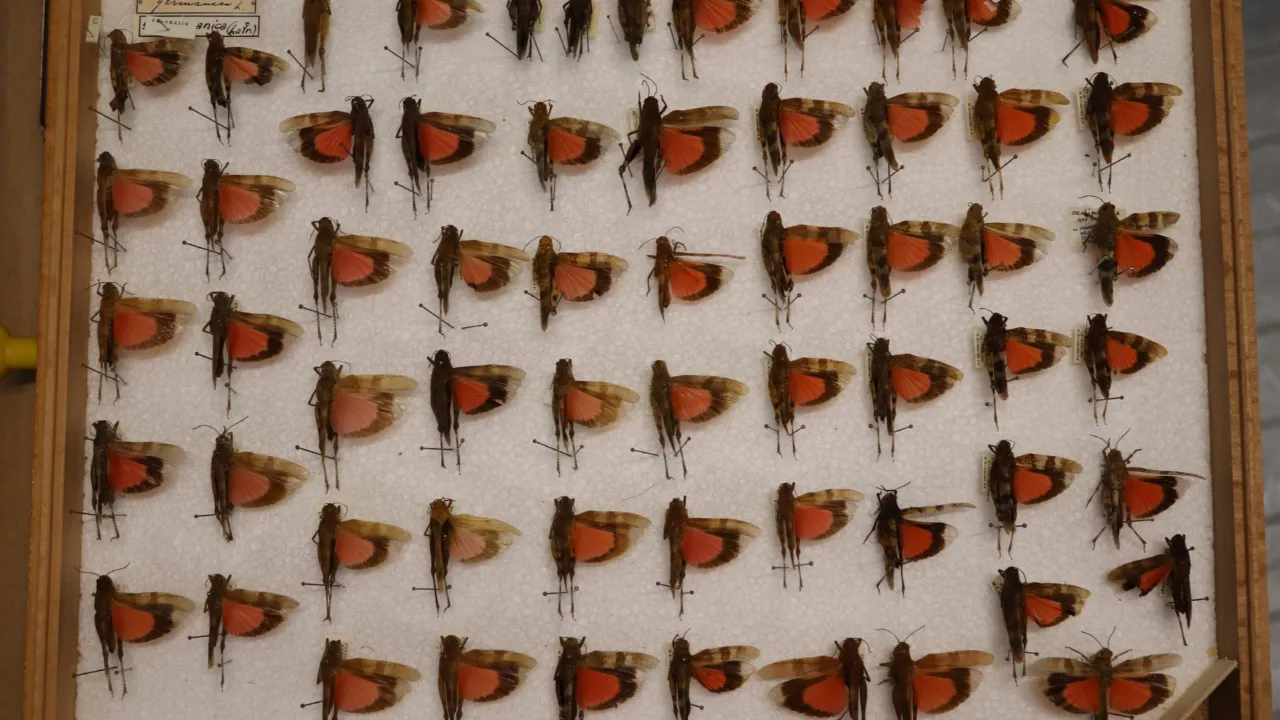 Oedipoda germanica from France; collection ZMA
