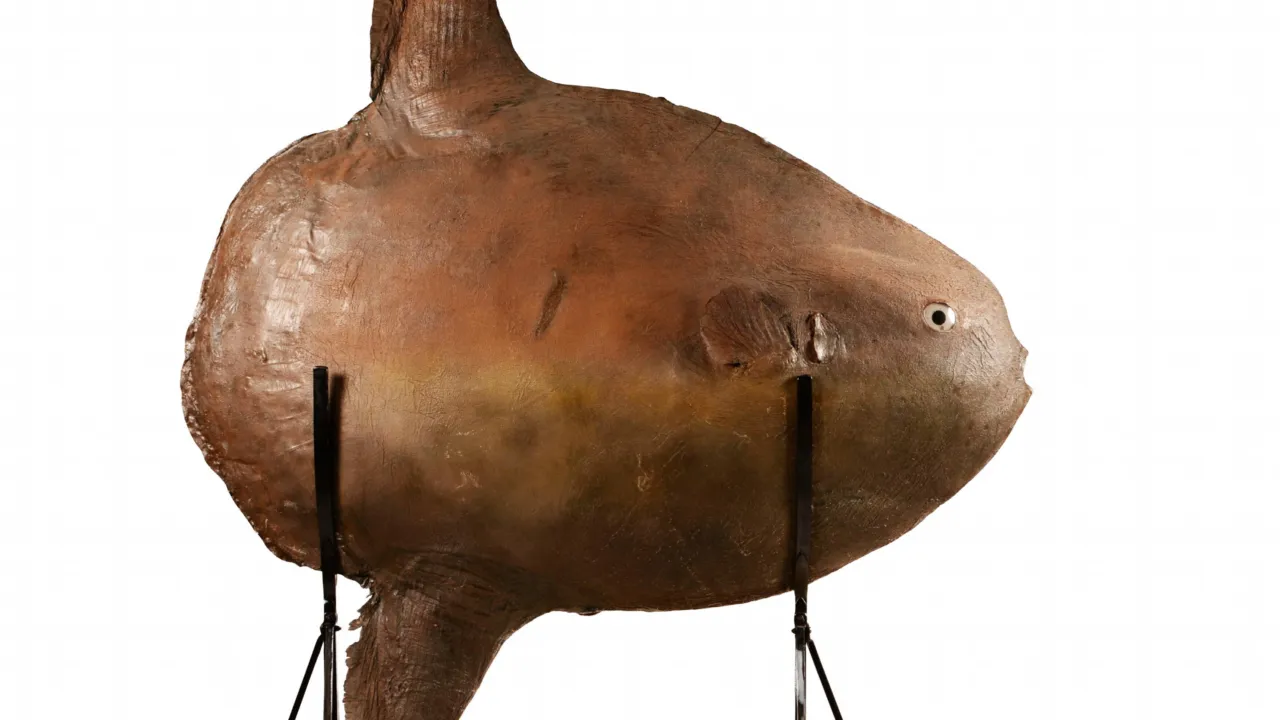 Mola tecta