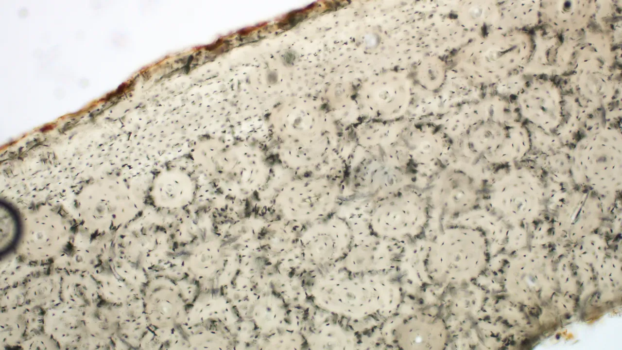 Compact bone under a microscope. This image is from a rib in a fossil deer.