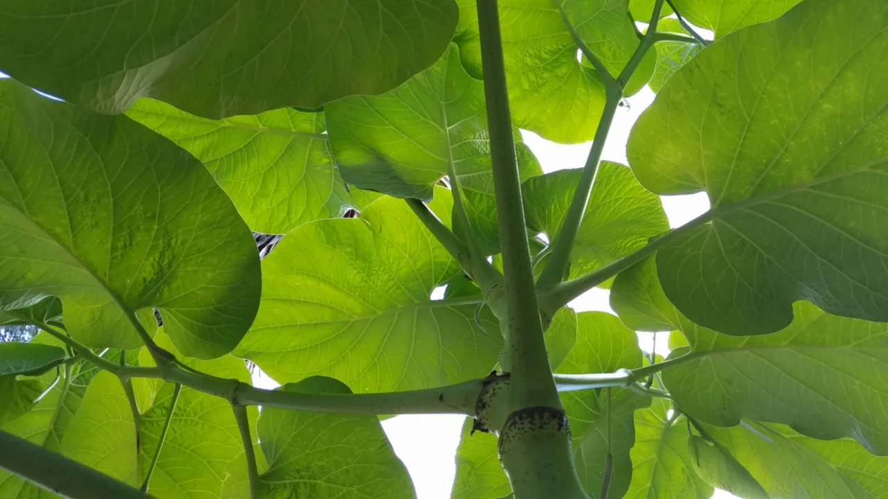 PLANT