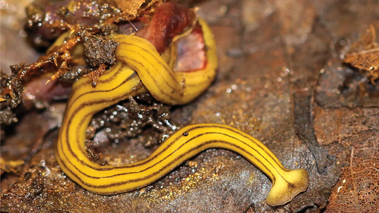 Platworm_1