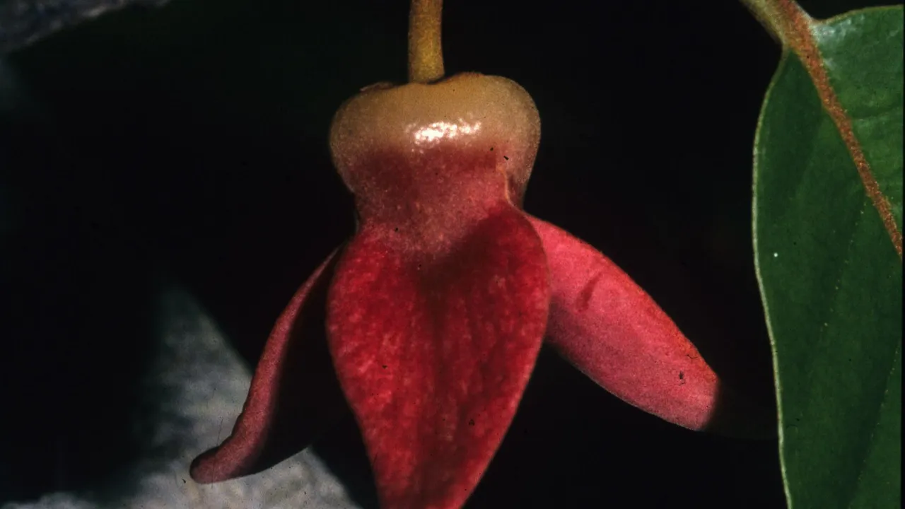 Picture of the Annona haematantha