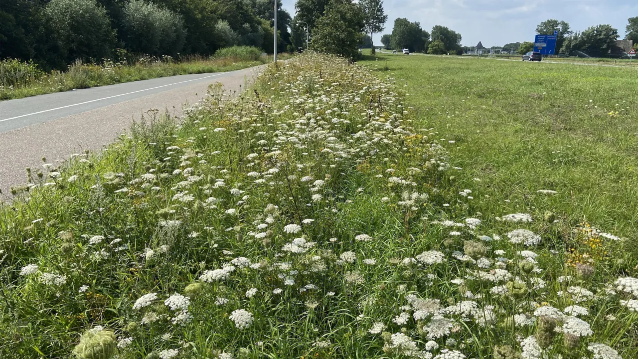 Biodiverse berm