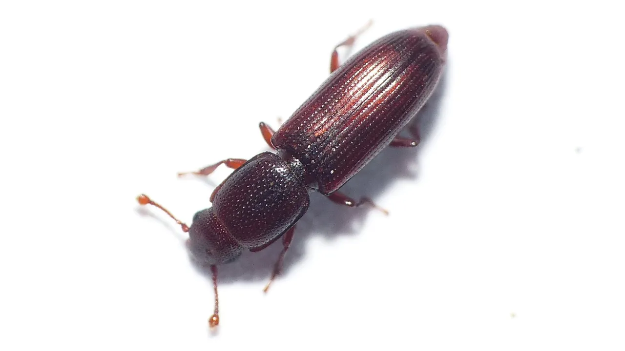 A beetle
