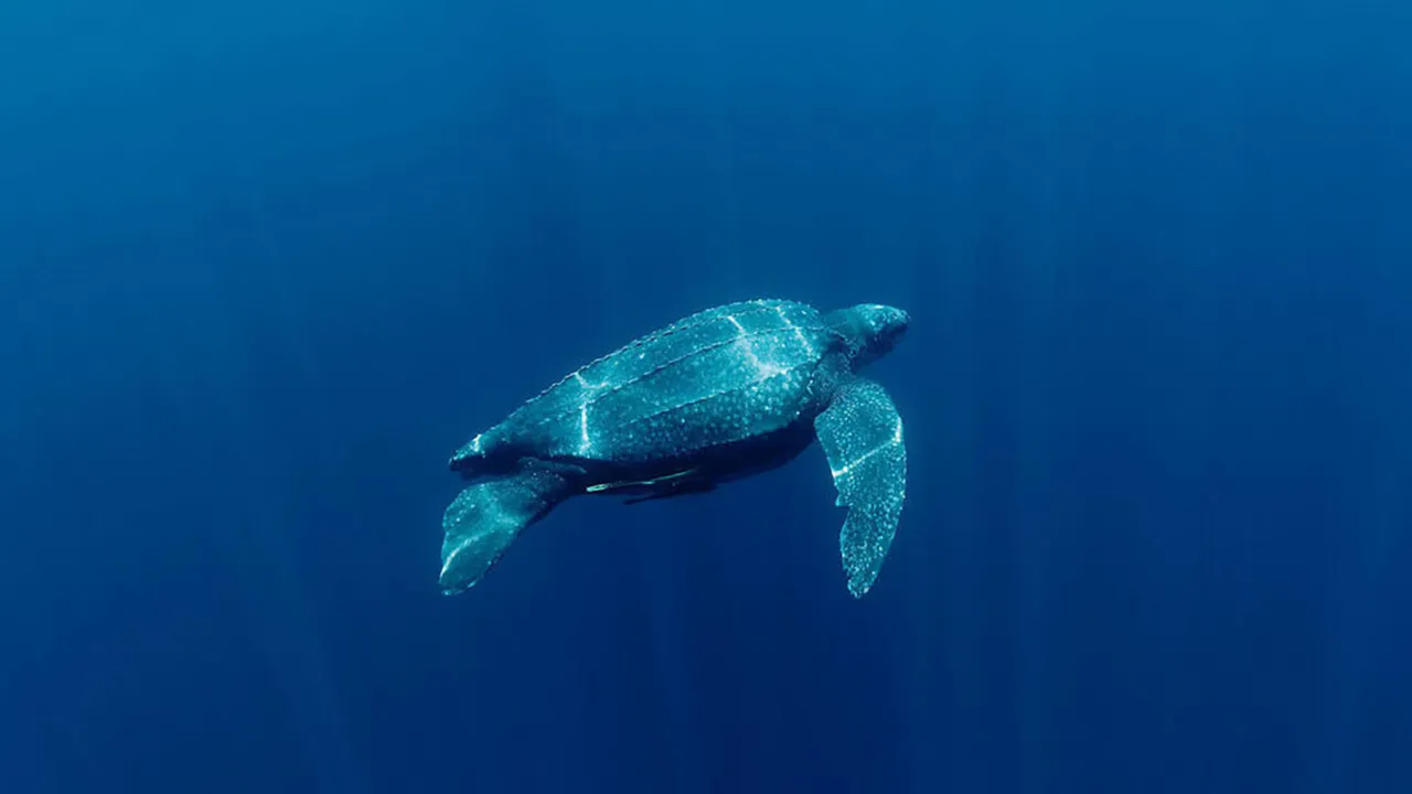 Lederschildpad