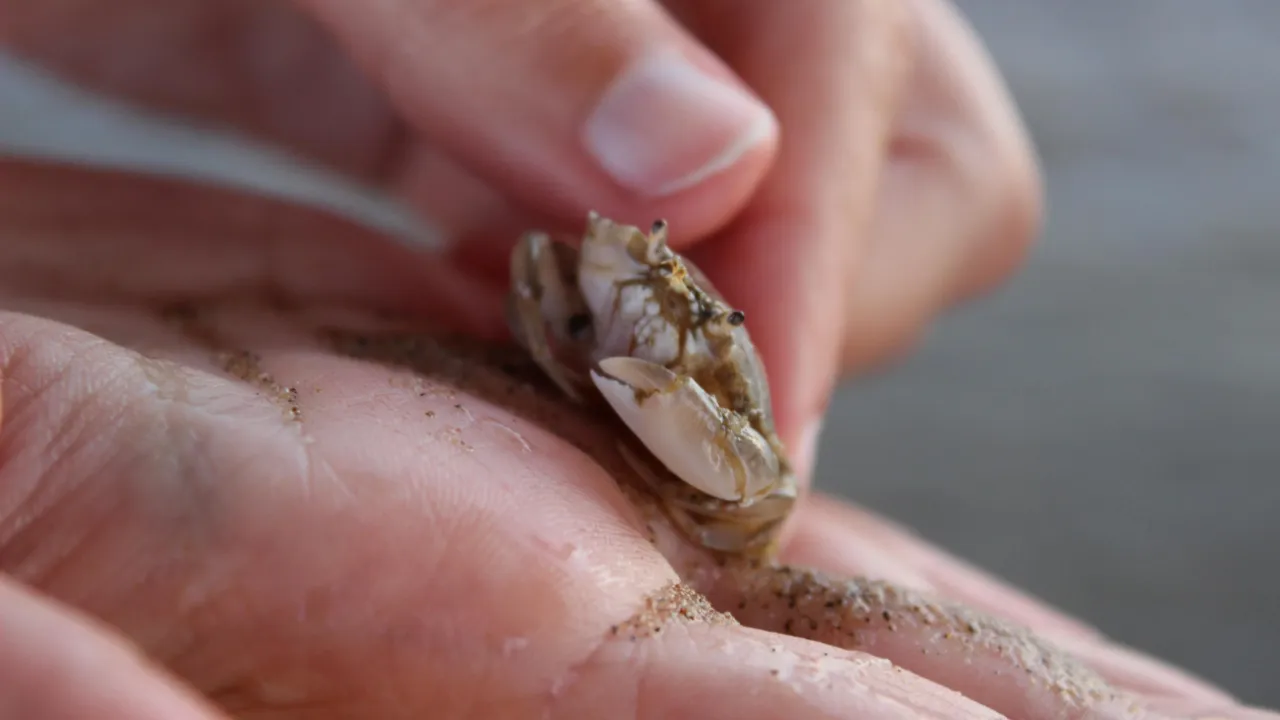 crab