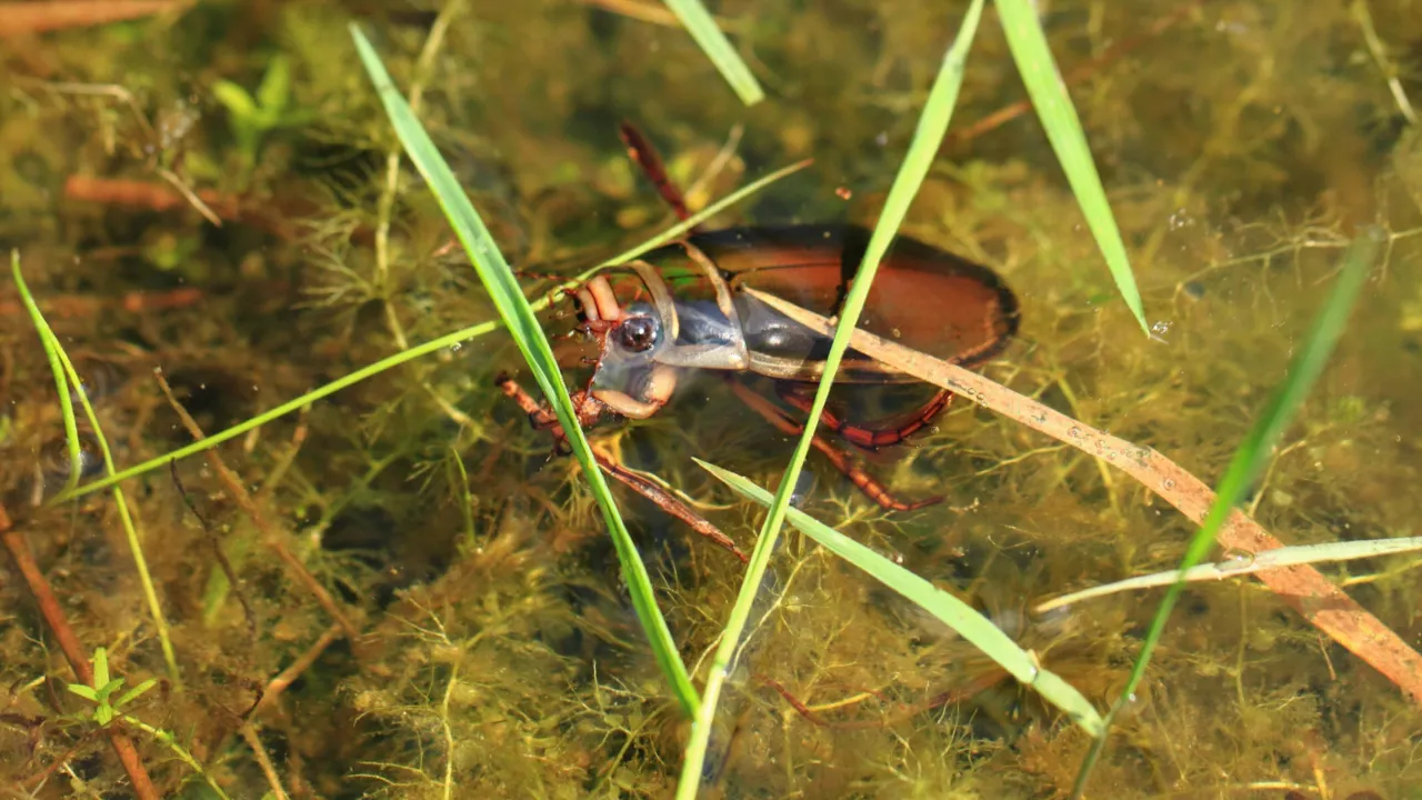 waterkever