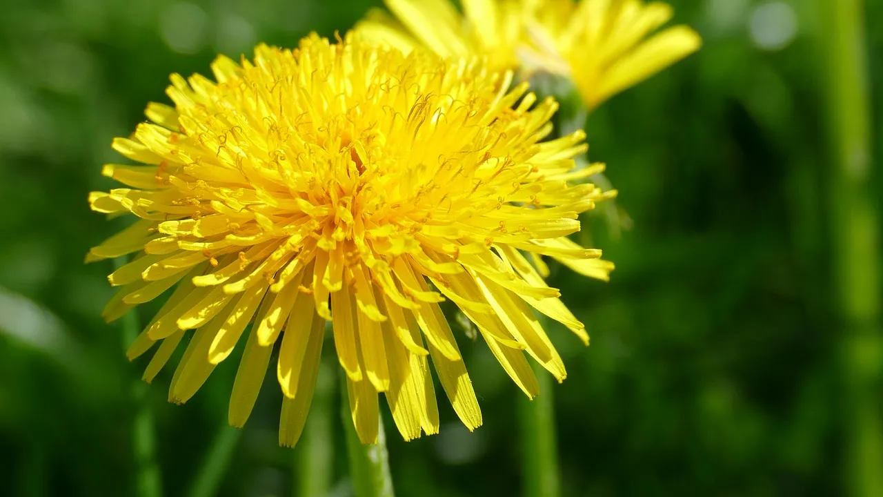 paardenbloe