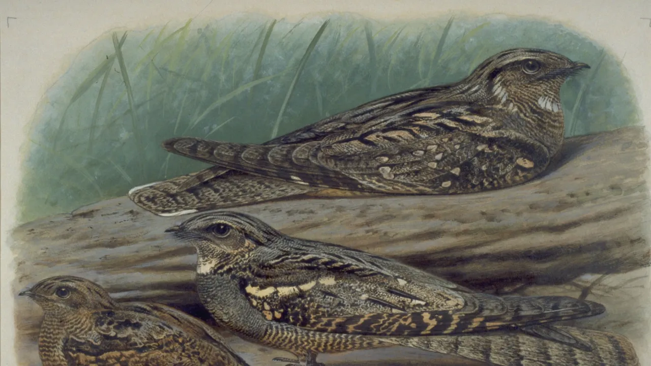 caprimulgus europaeu