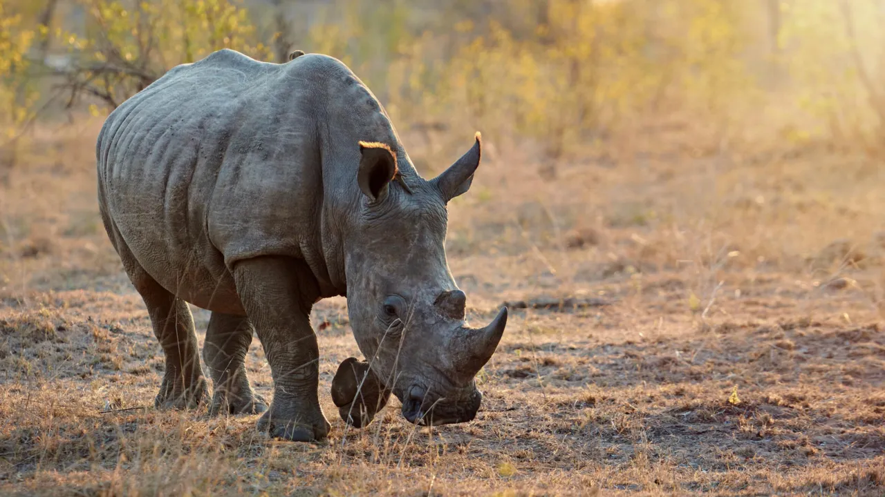 Rhinocerotidae