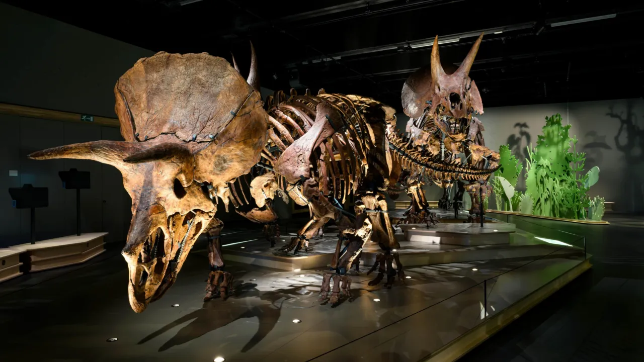 Kudde triceratopsen van Naturalis