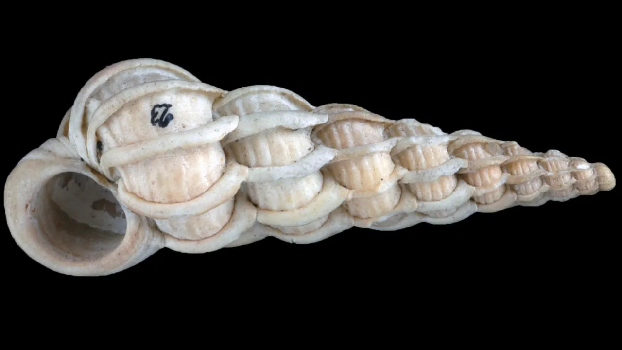 Fossiele schelp Wenteltrapje