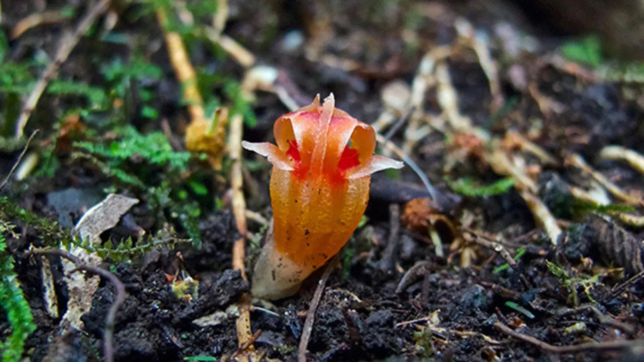 Plants and fungi