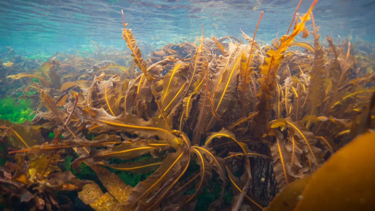 Kelp