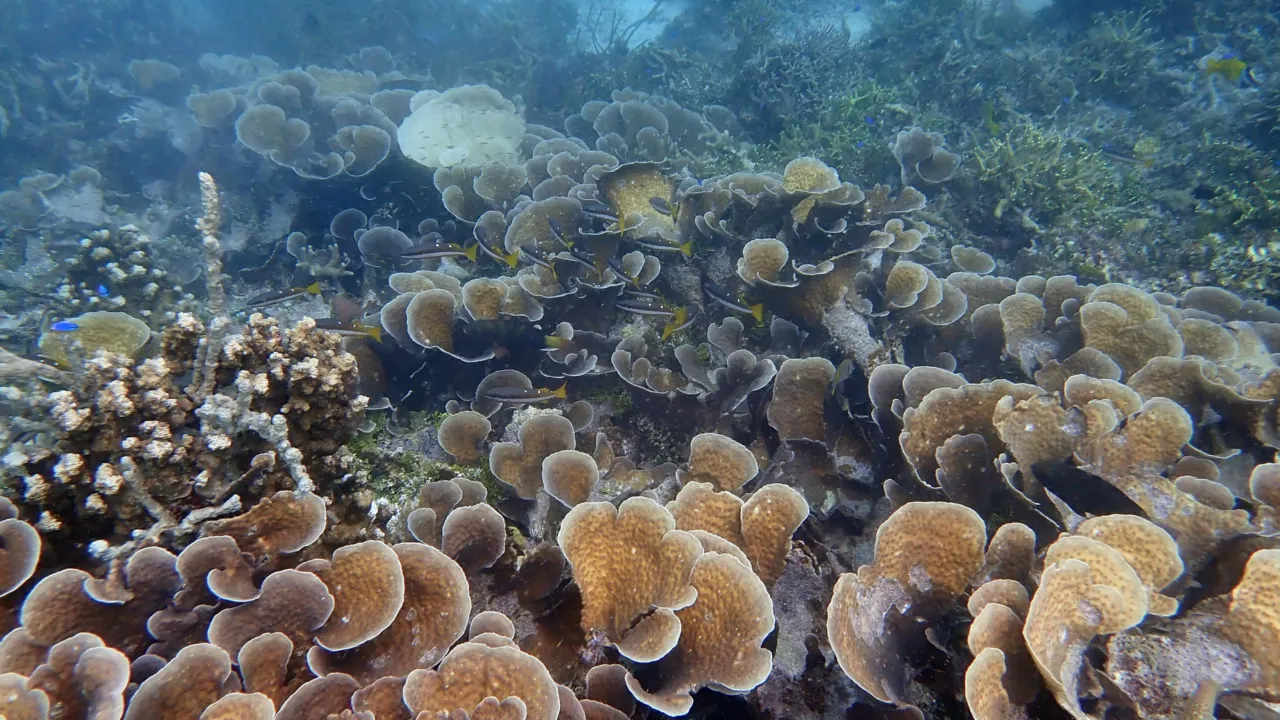 Reef