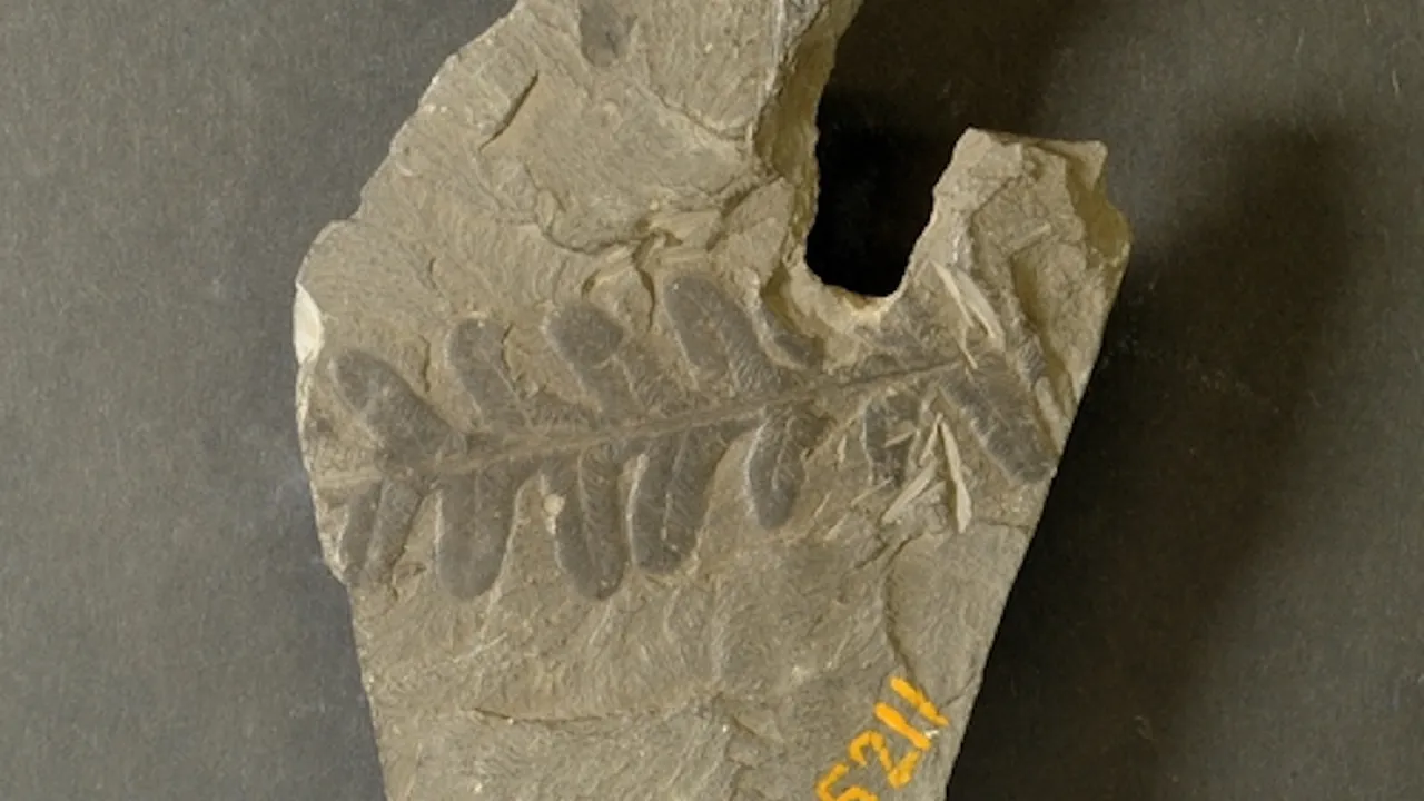 Plantenfossiel Jongmanscollectie