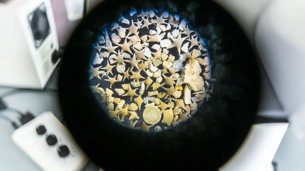 Foraminifera under the microscope