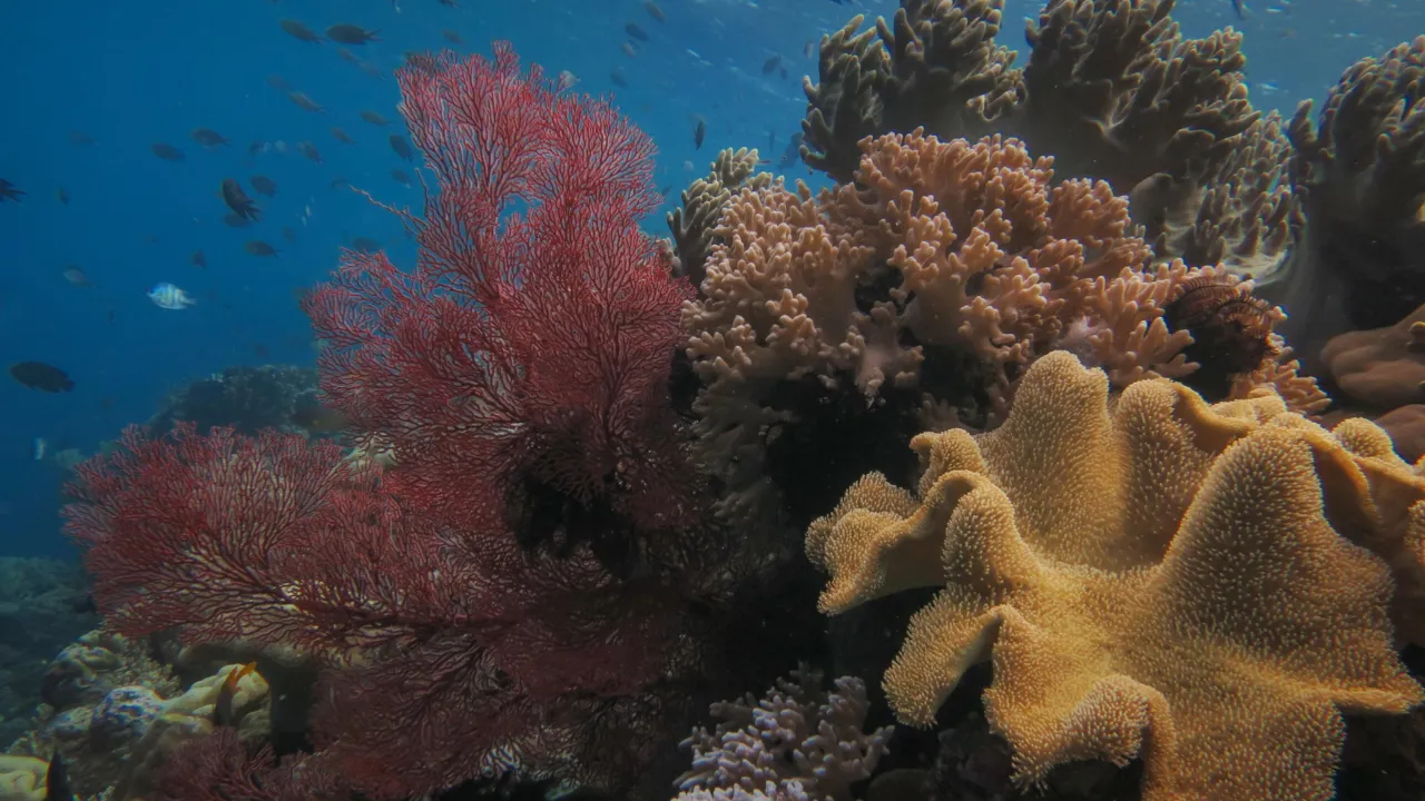Coral reef Sulawesi