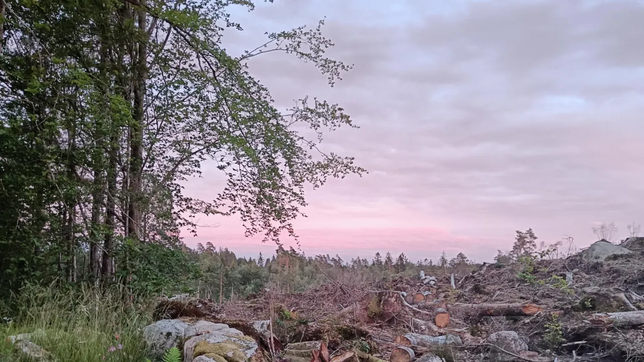 clearing