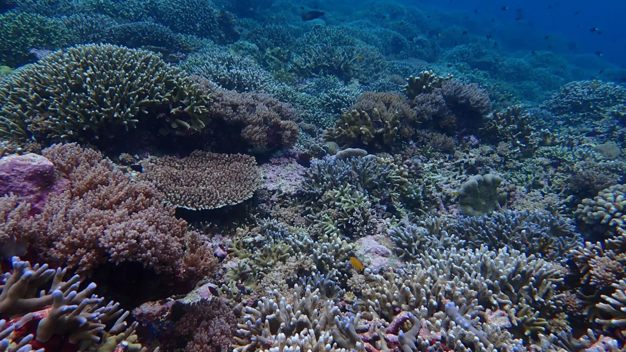 reef